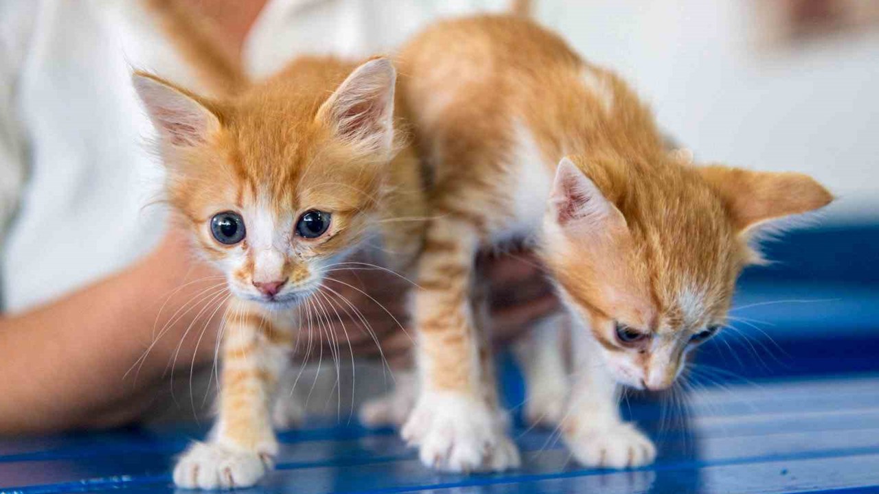 Kuşadası Belediyesi Veteriner İşleri Müdürlüğü’nden ‘mikroçip taktırın’ uyarısı
