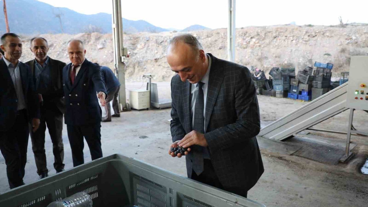 Sarıcakaya zeytinle ön plana çıkıyor
