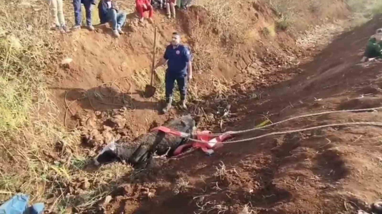 Tahliye kanalına düşen inek kurtarıldı
