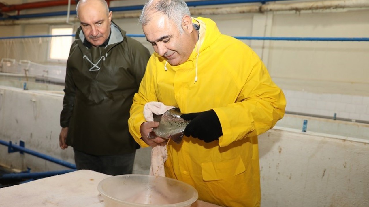 Elazığ’da alabalık sağım çalışmaları sürüyor

