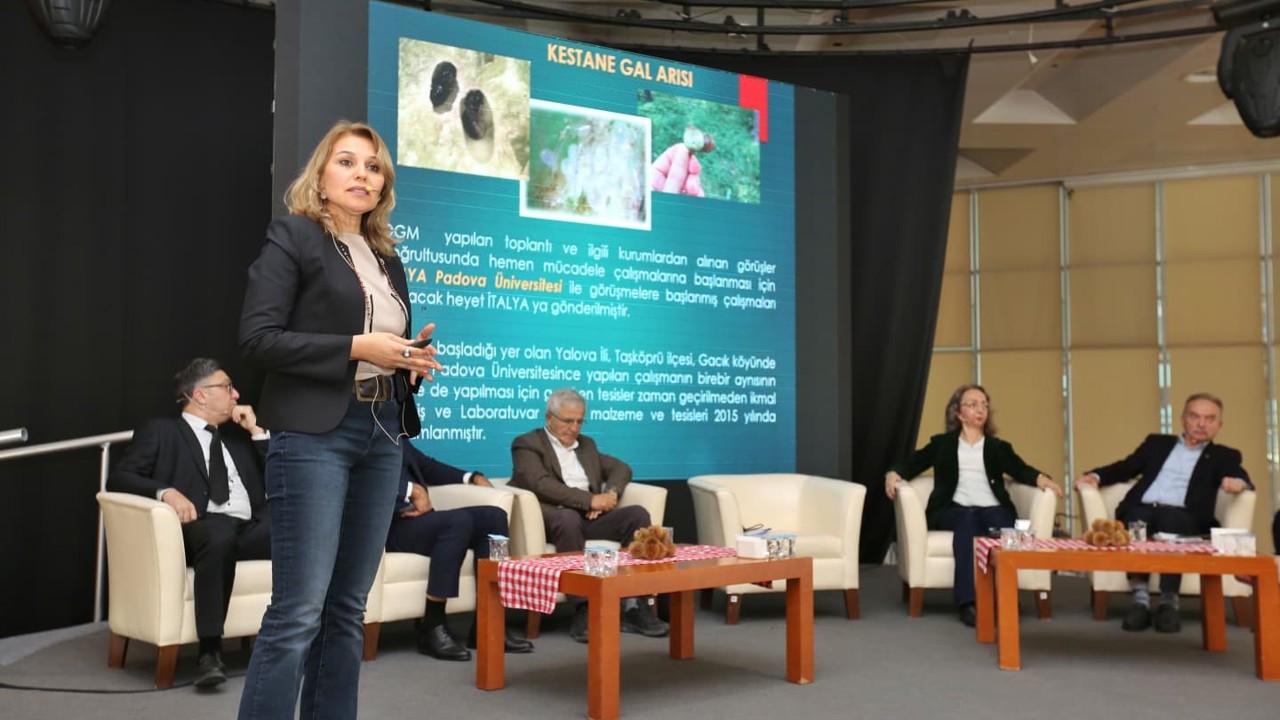 Kestane Büyükşehir’le filizleniyor
