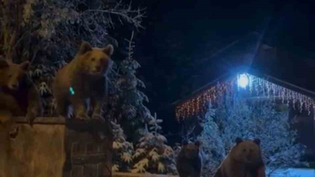 Kış uykusuna yatmayan ayılar böyle görüntülendi
