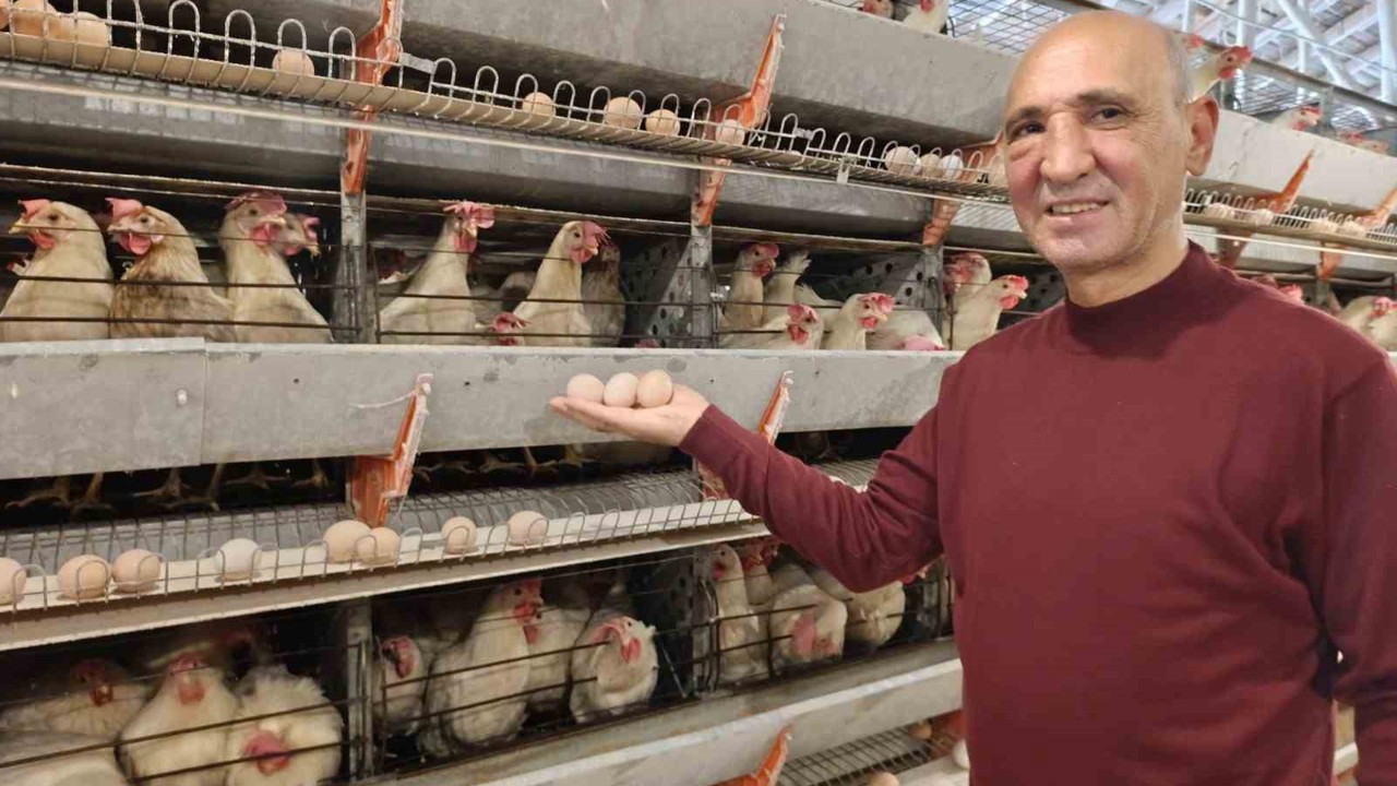 Simav’ın Kuşu beldesinde günlük 15 bin yumurta üretimi
