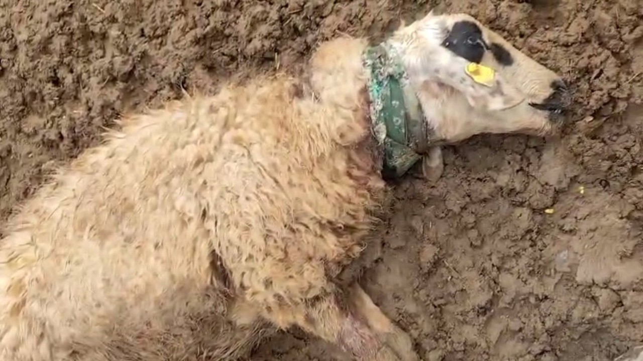 Şanlıurfa’da sürüye saldıran kurt 18 koyunu telef etti
