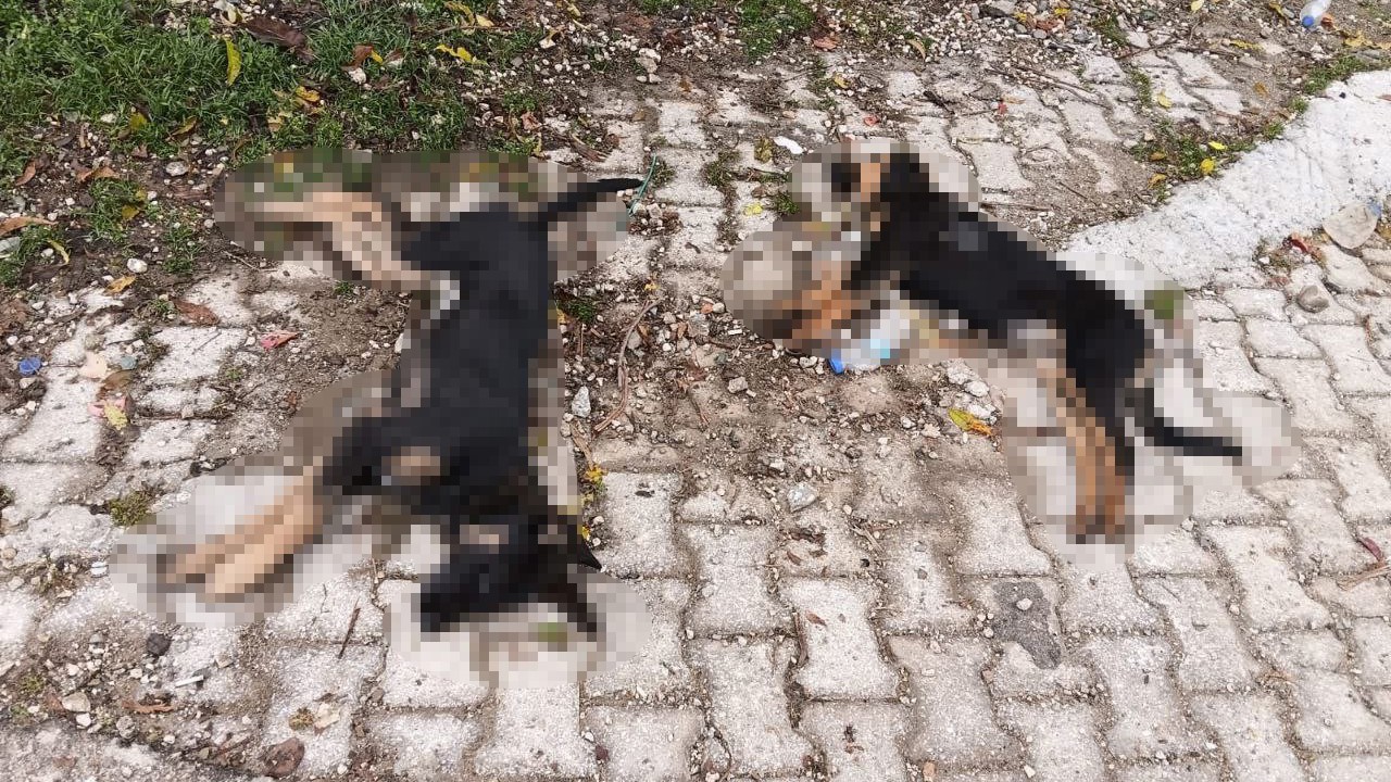Art arda yaşanan köpek ölümleri sonrası muhtardan Yalvaç Belediyesi’ne tepki

