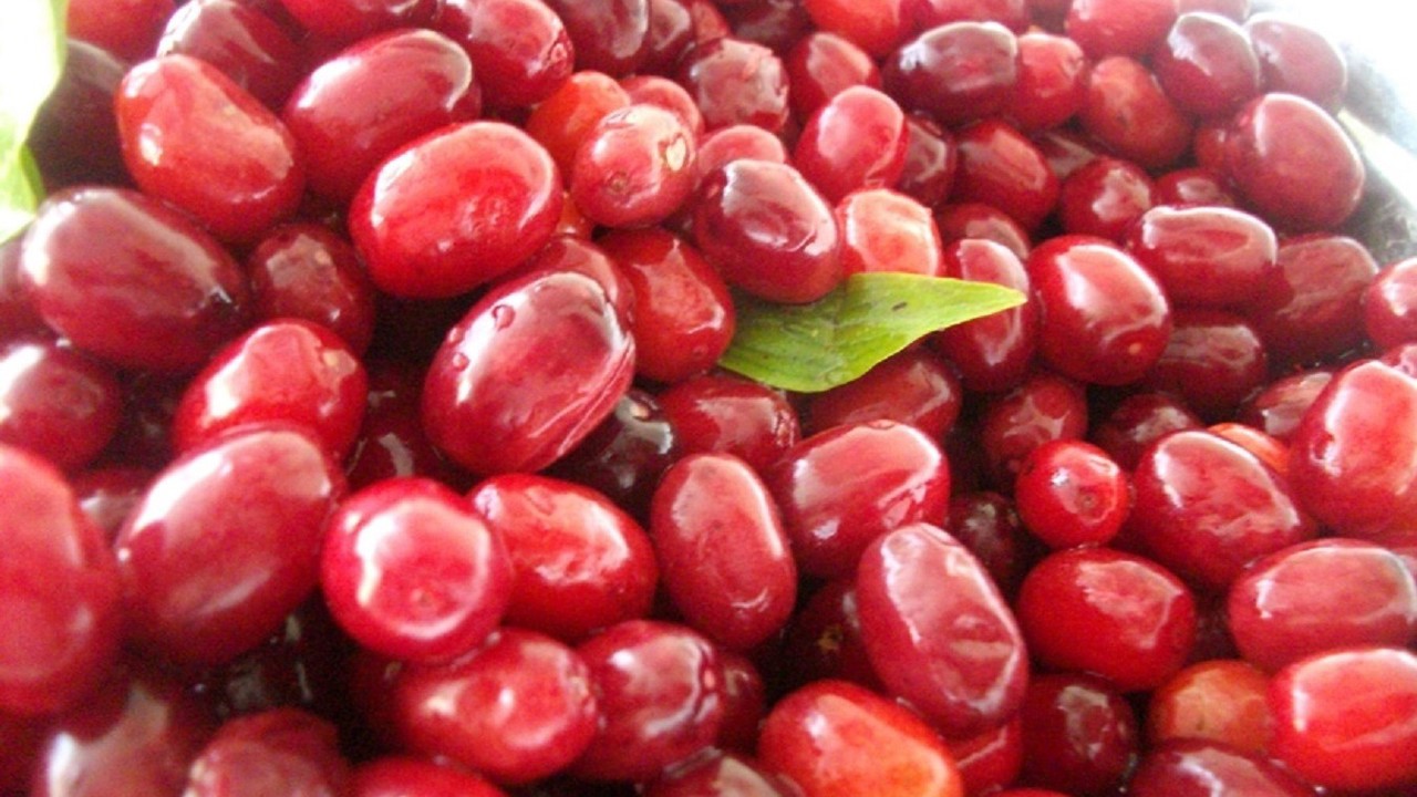 Soğuk algınlığına doğal çözüm: Kızılcık
