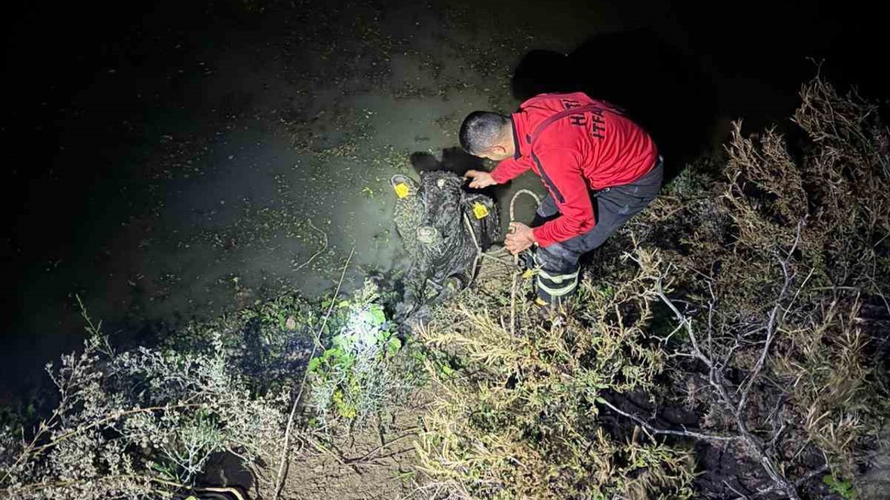 Su kanalına düşen buzağıyı itfaiye kurtardı
