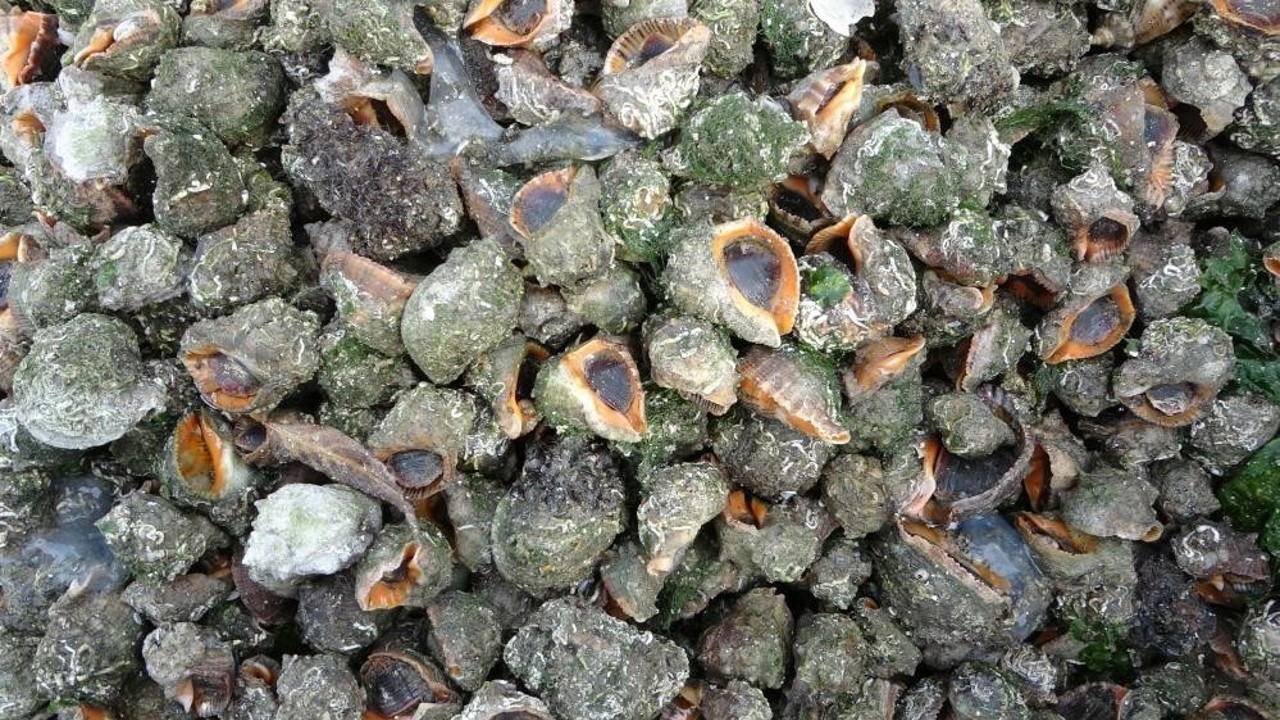 Karadeniz için en büyük iki tehdit: "Deniz salyangozu ve taraklı medüz"
