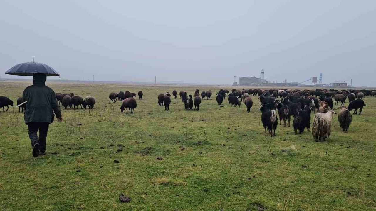 Hasköy’de sıcaklığın mevsim normalleri üzerinde olması besicileri sevindirdi
