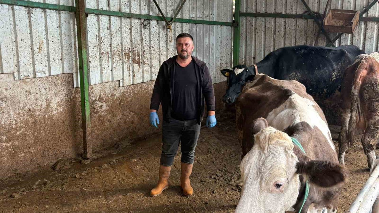 Şap hastalığına bir hayvanını daha verdi
