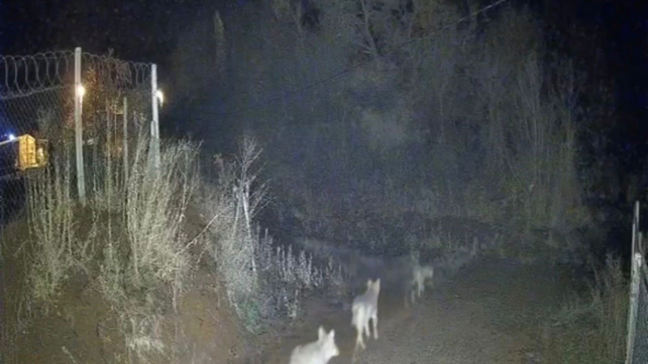 Elazığ’da kurtlar sürü halinde görüldü
