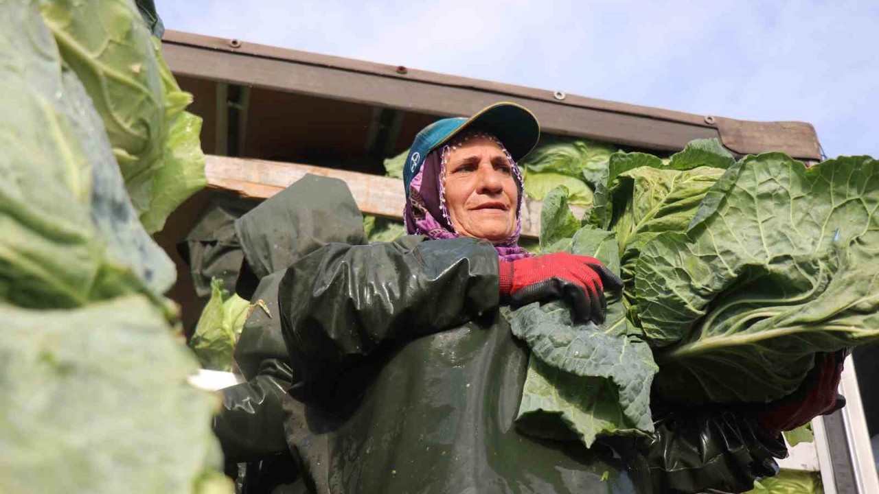 Hasadın yükünü kadınlar taşıyor: Yağmur, çamur demeden bin bir zorluklarla çalışıyorlar
