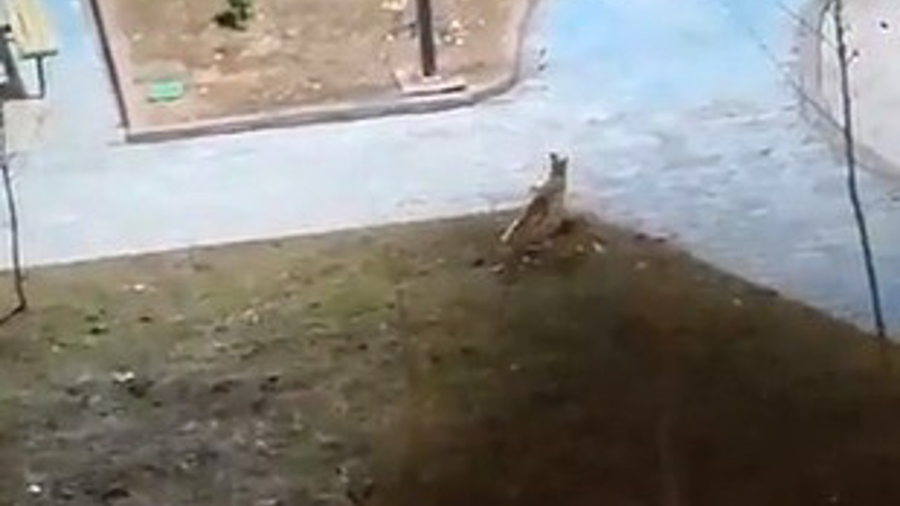 Şanlıurfa’da yiyecek arayan 2 tilki kent merkezine indi
