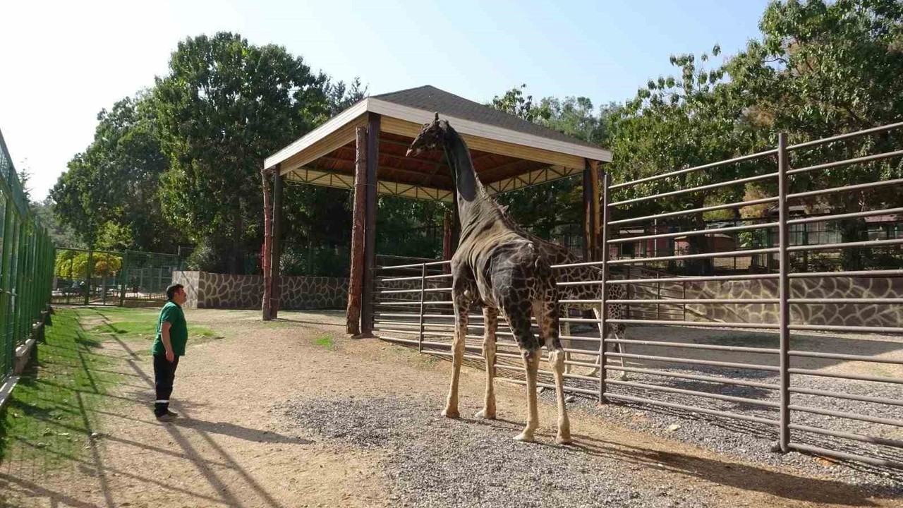 Gaziantep Doğal Yaşam Parkı’nın maskotu zürafa öldü
