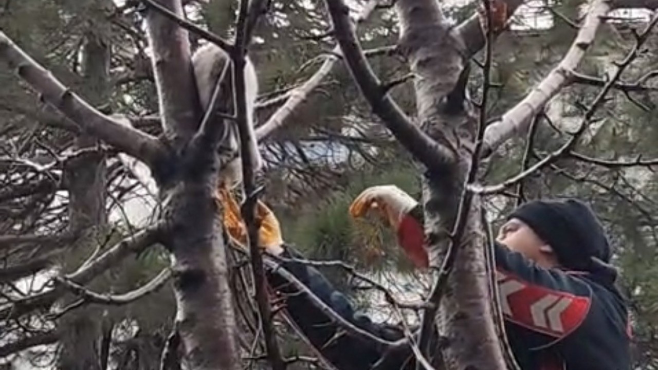 Ağaçta mahsur kalan kedi kurtarıldı
