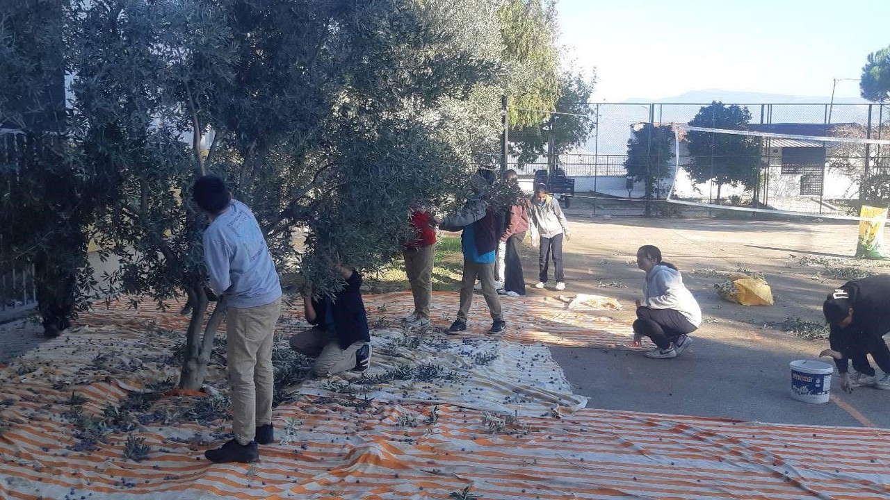 Bozdoğan’da öğrenciler zeytin hasadı yaptı
