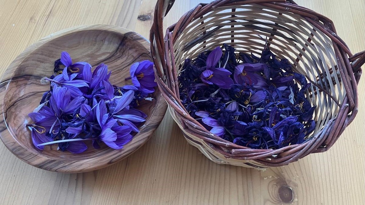 Osmaniye’de yüksek getirili safrana ilgi artıyor
