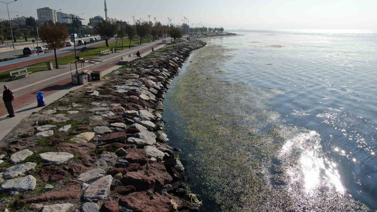 İzmir sahilinde ’yeşil’ istila
