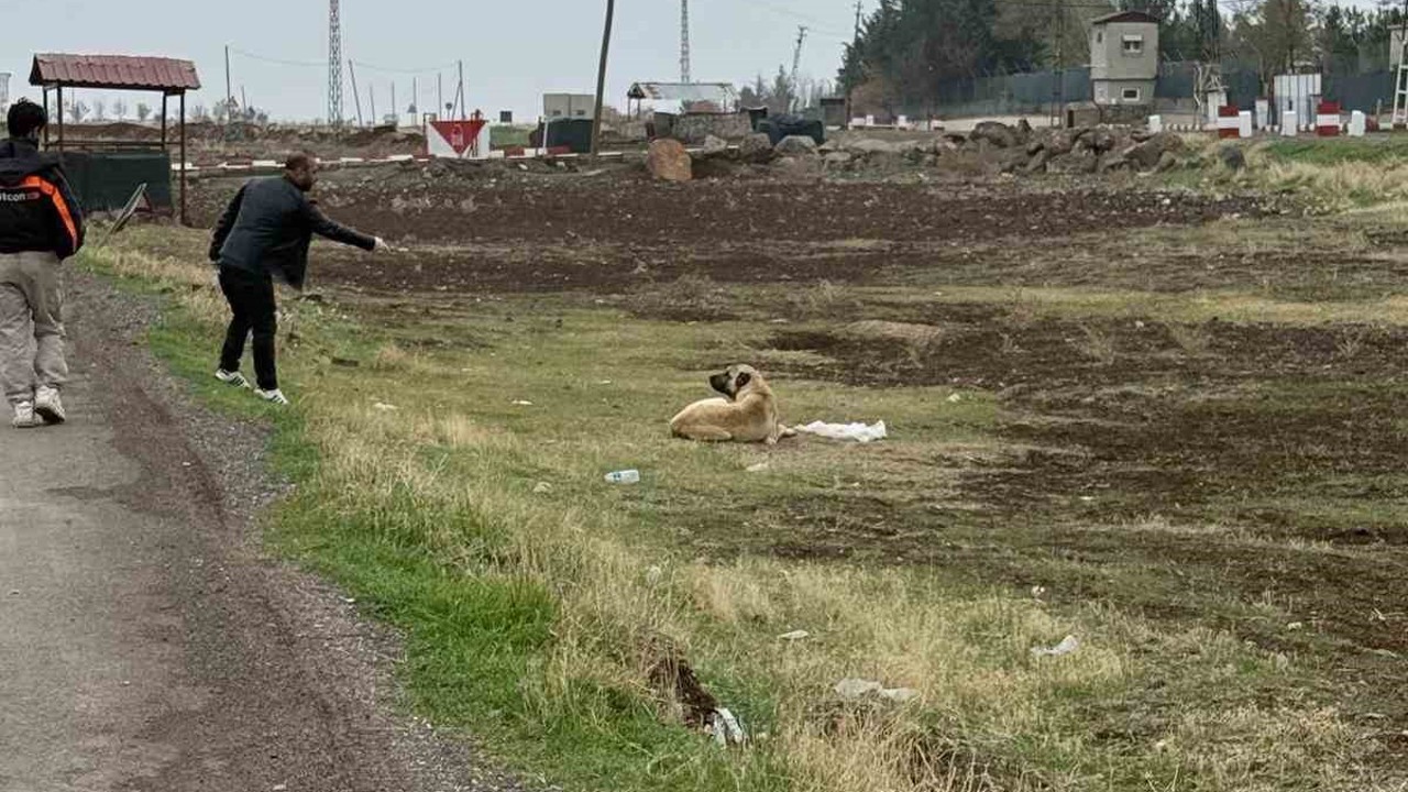 Diyarbakır’da sokak hayvanlarına kuduz aşısı uygulandı
