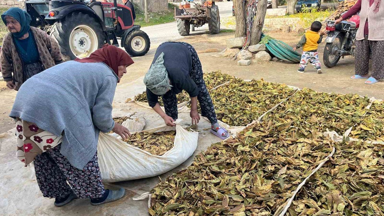 Hasadı tamalanan tütünler satış için hazırlanıyor
