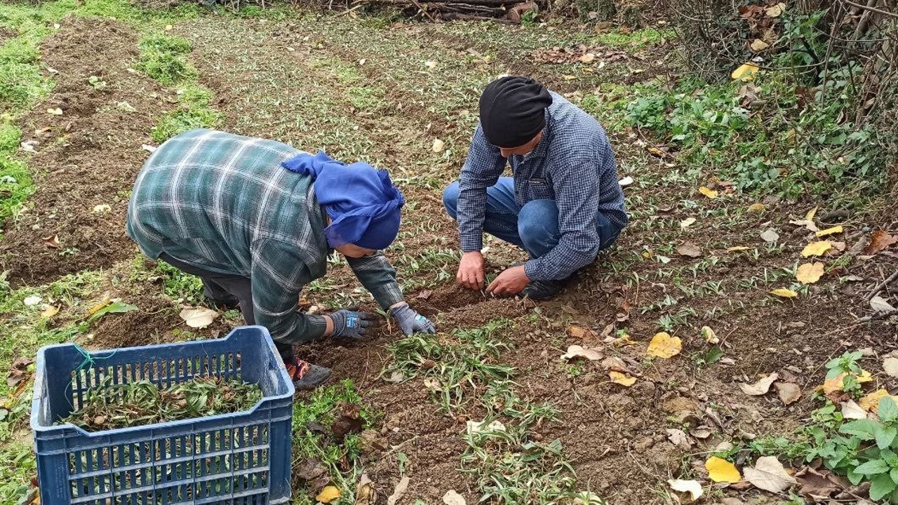 Devrek’te salep fidelerinin dikimine başlandı
