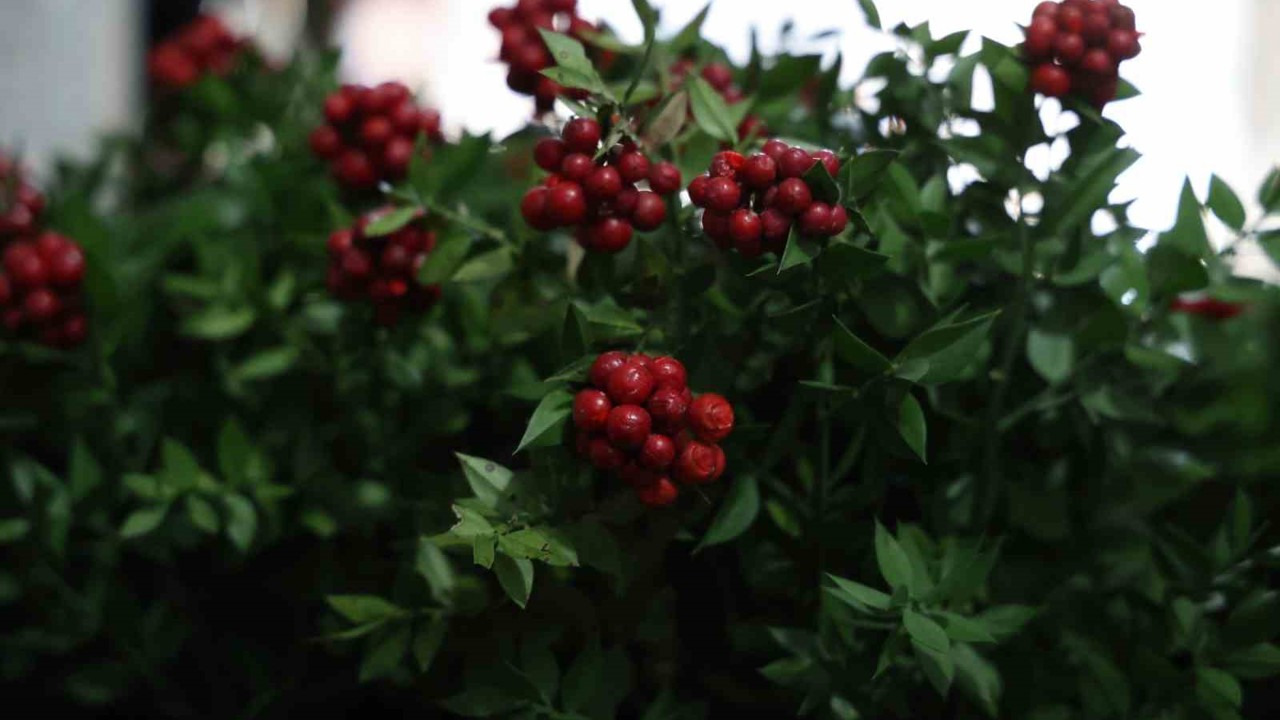 Kırşehir’de aralık ayının en çok tercih edilen çiçeği kokina oldu
