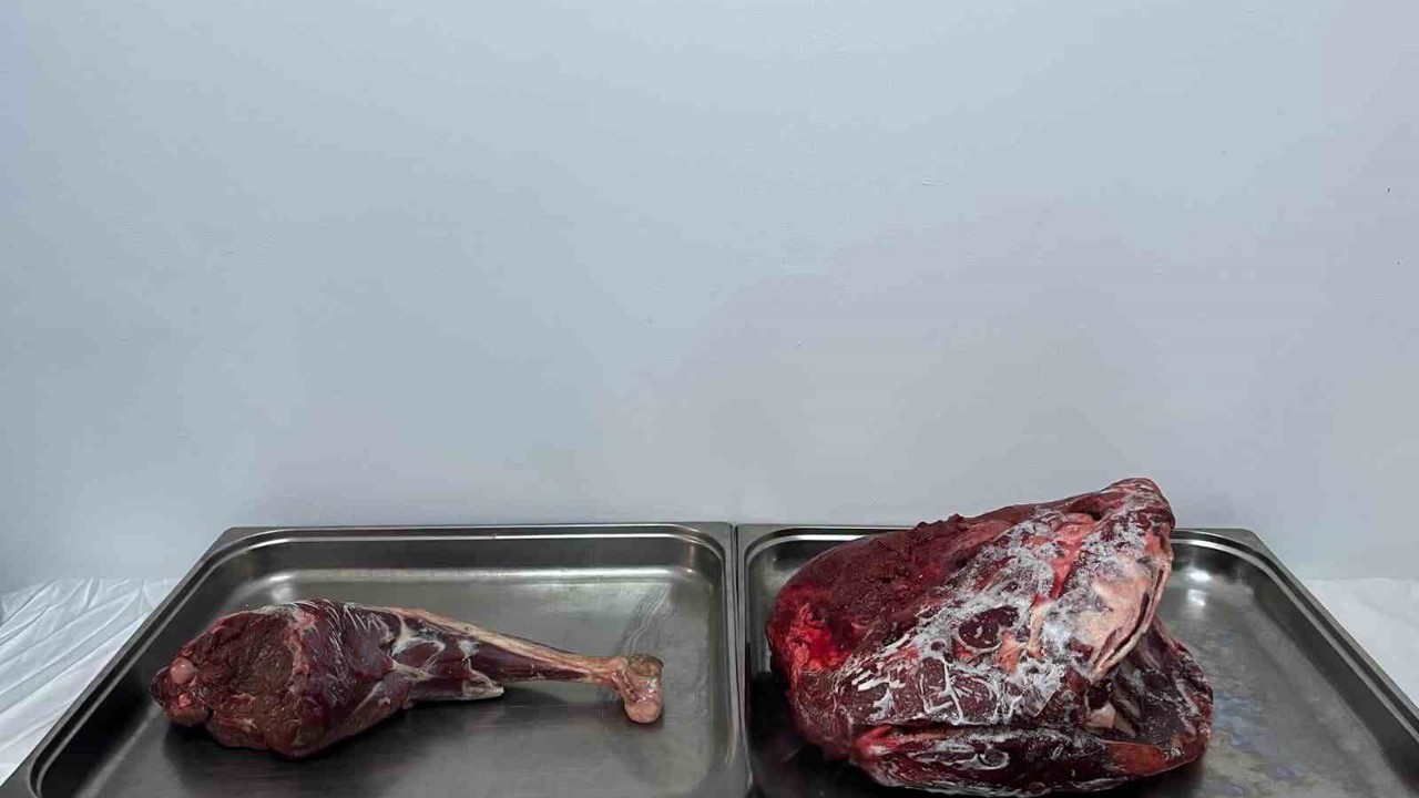 Karaman’da yaban keçisi avlayan şahıslara 954 bin 208 lira ceza
