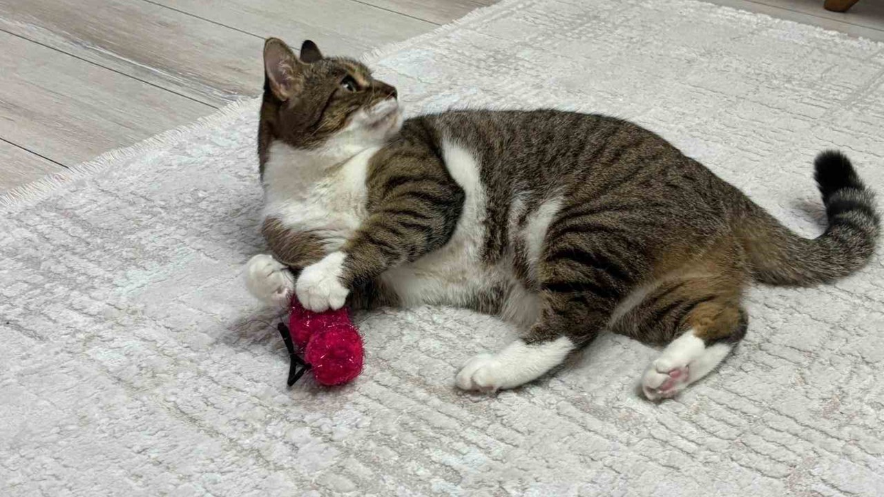 Uzmandan evcil hayvanlarda aşı uyarısı
