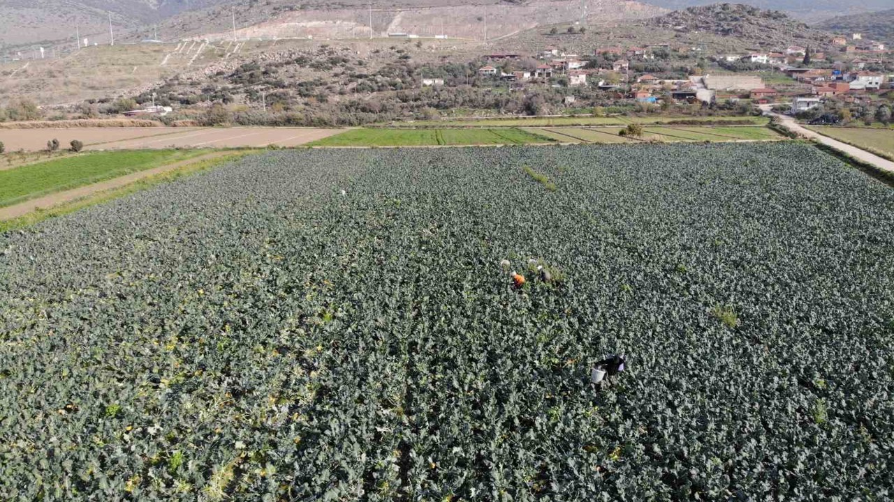 İzmir’in verimli tarım arazilerinde ’yeşil altın’ hasadı
