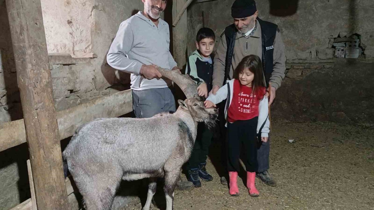 Yaralı halde buldukları dağ keçisine ‘Garip’ adını verdiler
