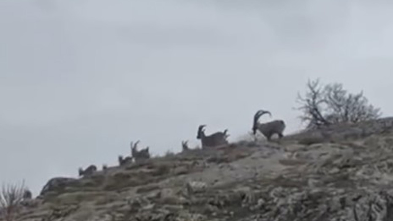 Elazığ’da yaban keçileri sürü halinde görüntülendi
