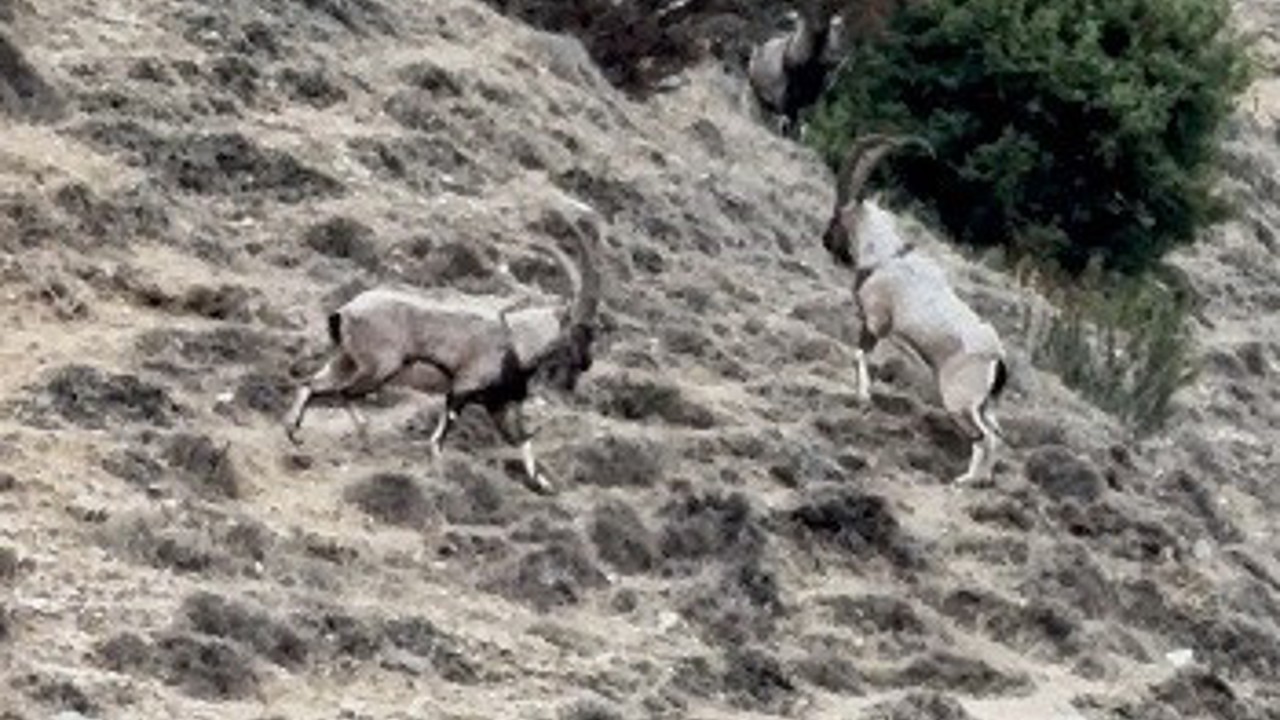Tunceli’de tekelerin liderlik kavgası kamerada
