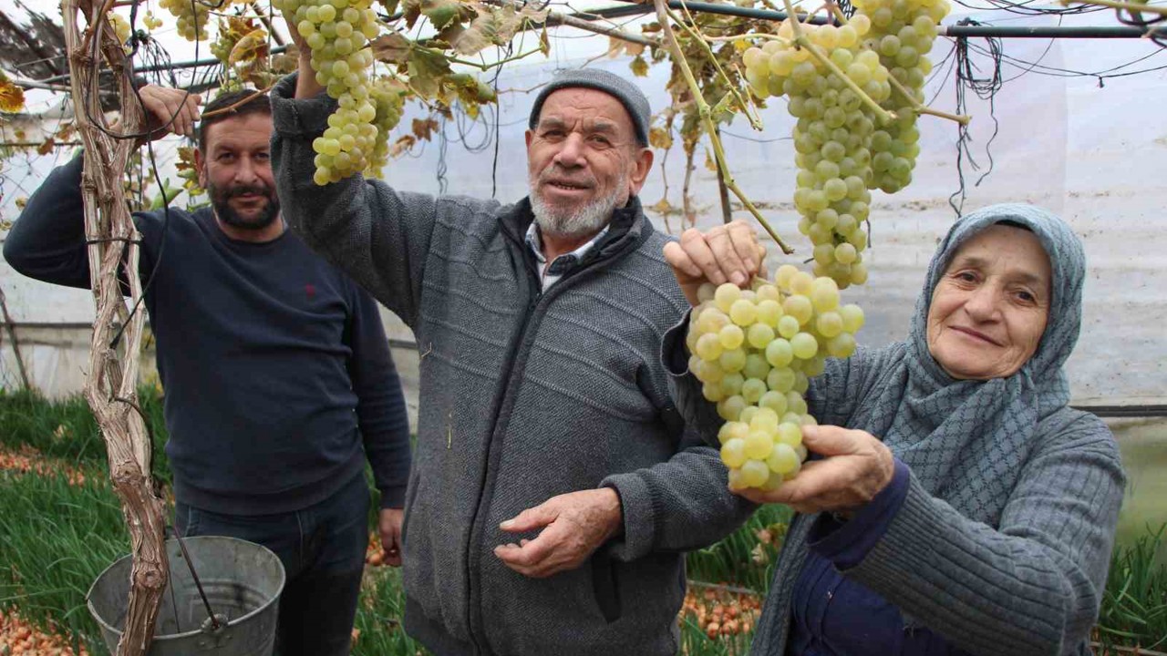 Amasyalı Feruziye nine serada kışın üzüm yetiştirip satıyor
