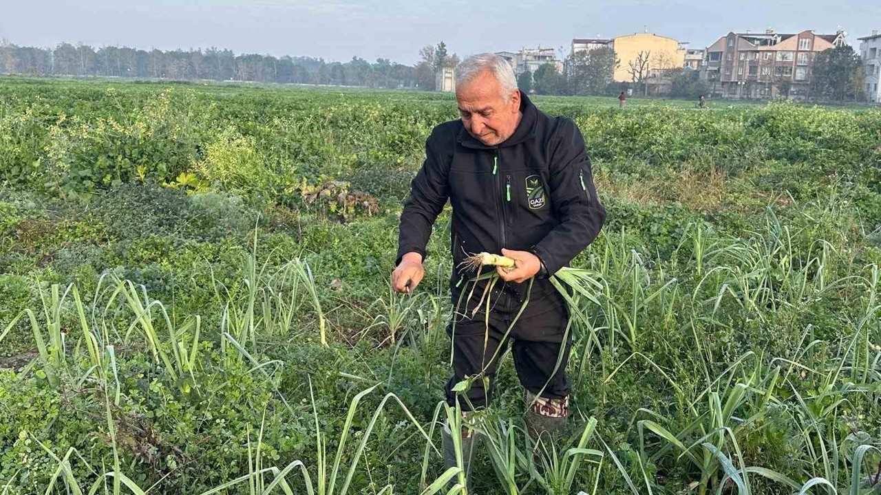 Ata tohumundan ilaç kullanılmadan üretiliyor, Kent Lokantası’ndaki yemeklerde kullanılıyor
