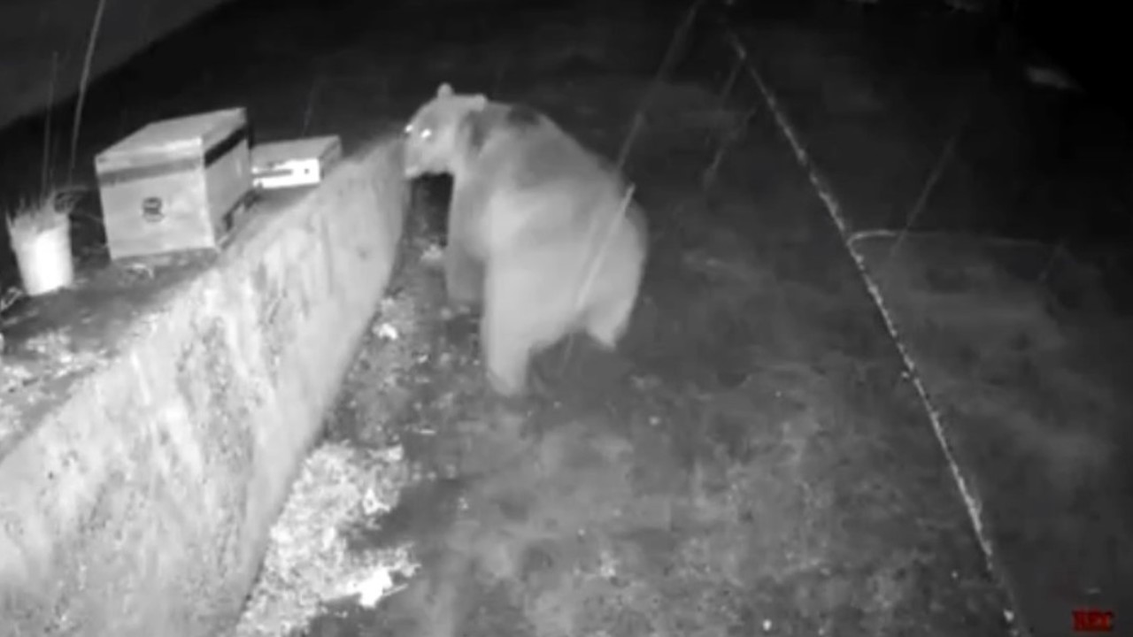 Trabzonlunun anons sistemi ayıyı korkup kaçırttı
