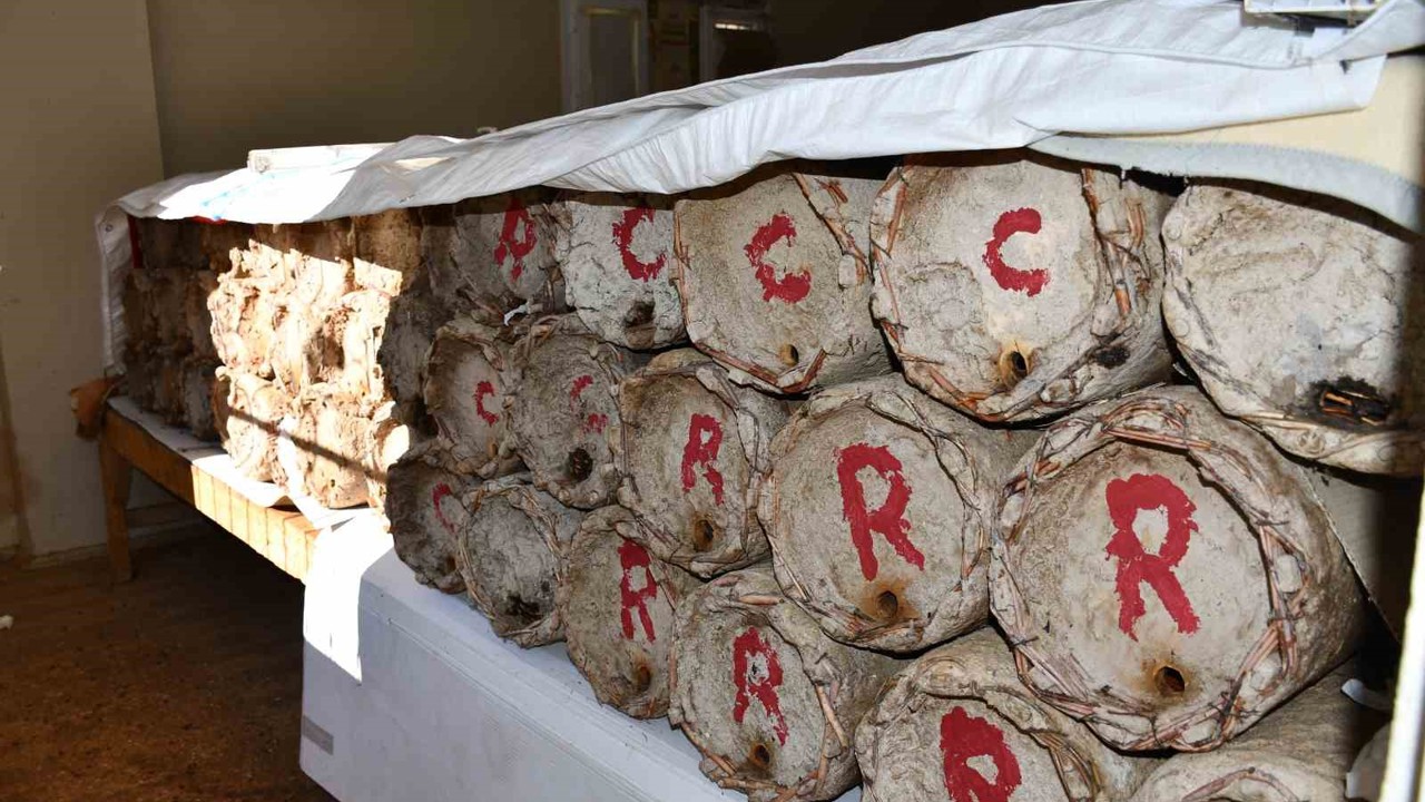 Misafir odasını bal arılarına ayırdı
