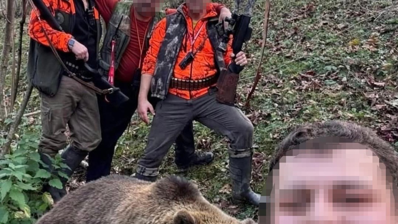 Evlere ve vatandaşlara zarar veren ayı için başlatılan av sonuç verdi, ilk ayı vuruldu
