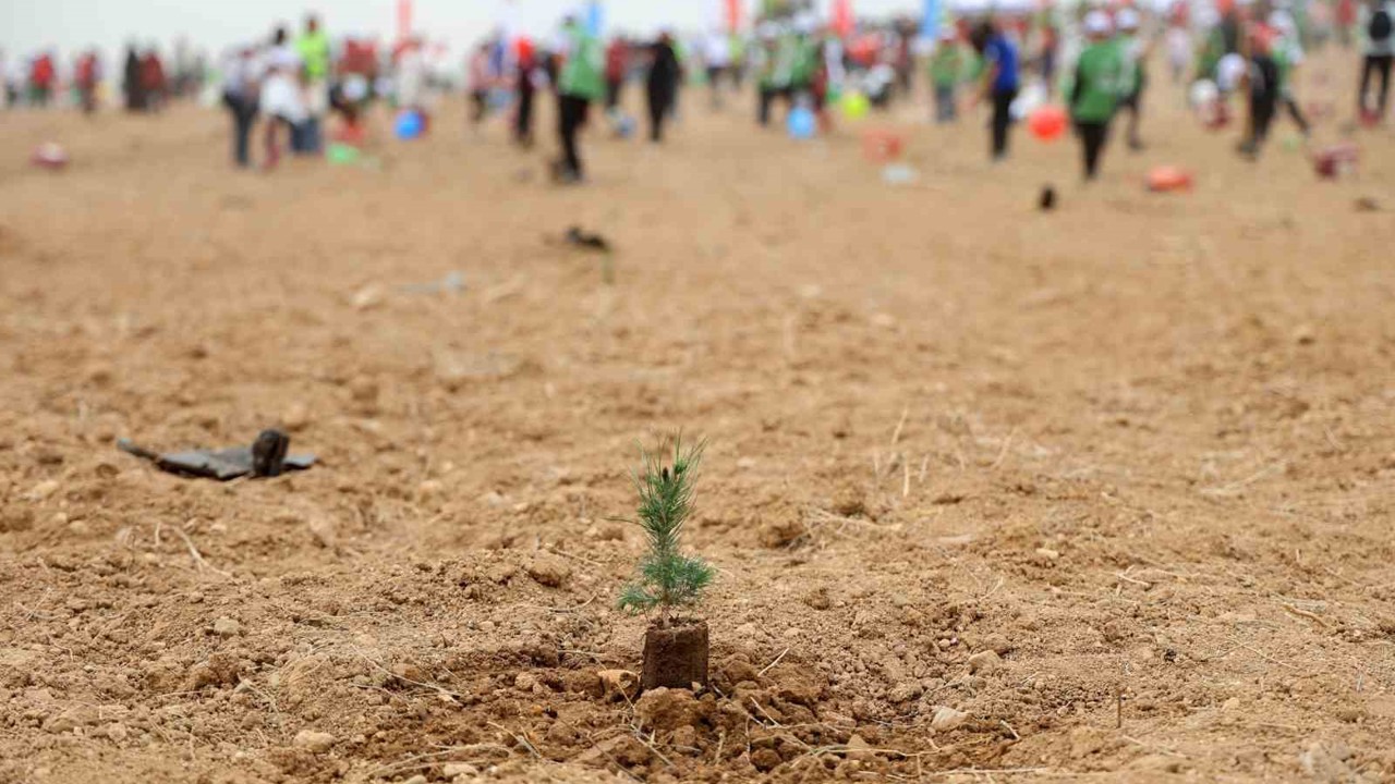 ATÜ yeşil kampüs olma yolunda ilerliyor: Dikilen fidan sayısı 22 bin 500’ü buldu
