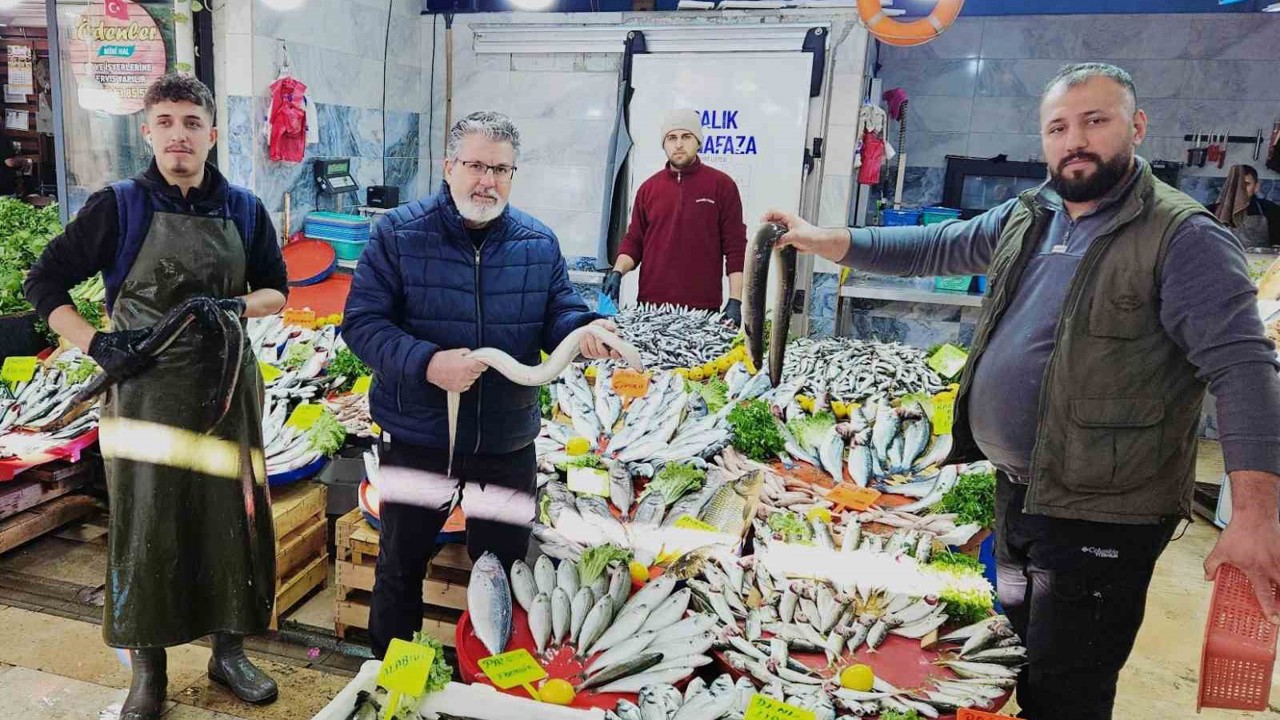 Yılan balıkları7 bin kilometre kat ederek Meksika Körfezi’nden Aydın’a ulaştı
