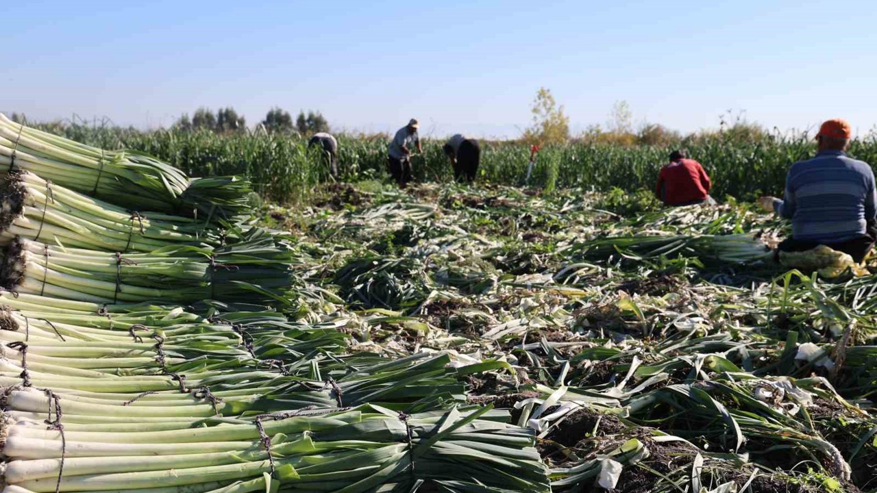Kozan’da pırasa hasadı başladı: 20-22 TL’den alıcı buluyor
