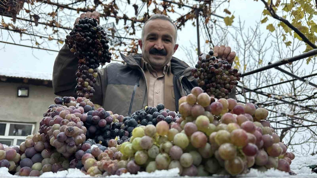 Kara kışa meydan okuyan lezzet: Kışlık üzüm dalından koparıldı
