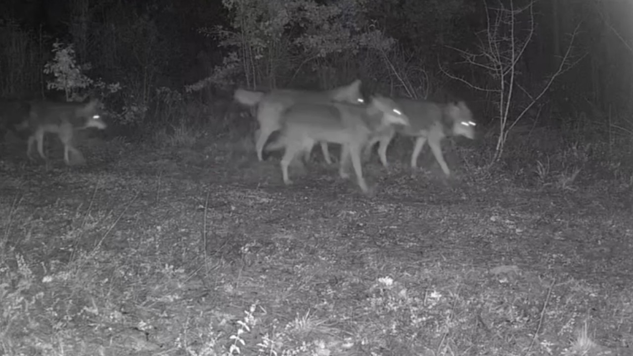 Ovacık’taki yaban hayatı kamerada
