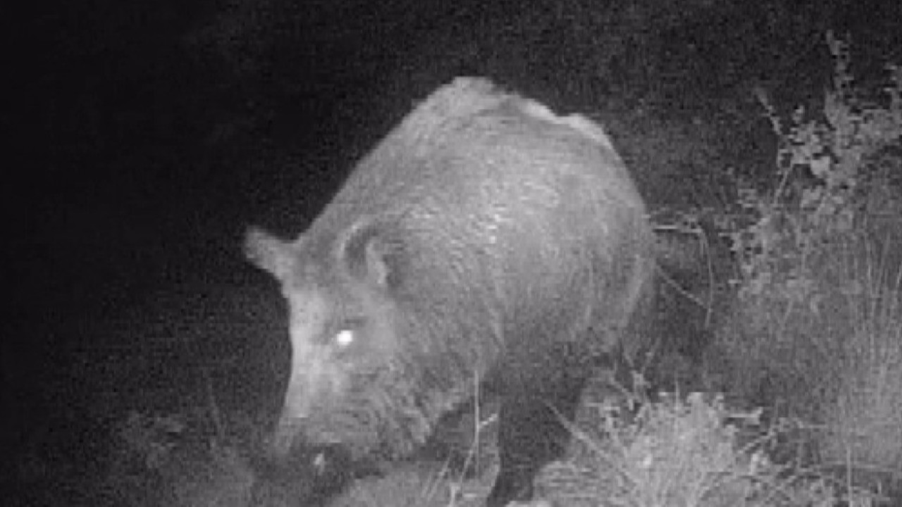 Kahramanmaraşlı doğa tutkunu genç fotokapanla yaban hayatını görüntülüyor
