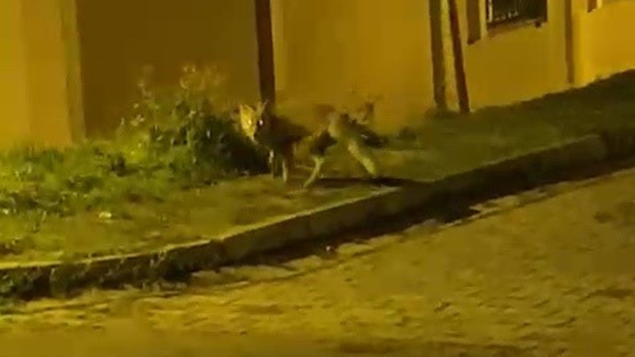 Tilkinin panik anları kameraya takıldı
