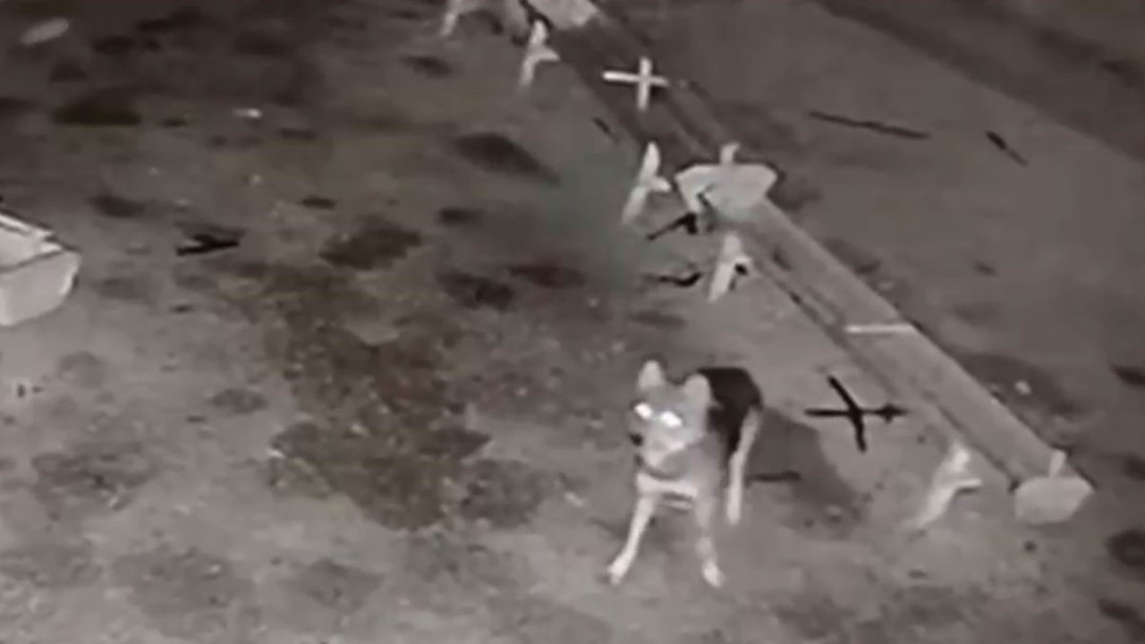 Ağıla giren kurt, 2 koyunu telef etti
