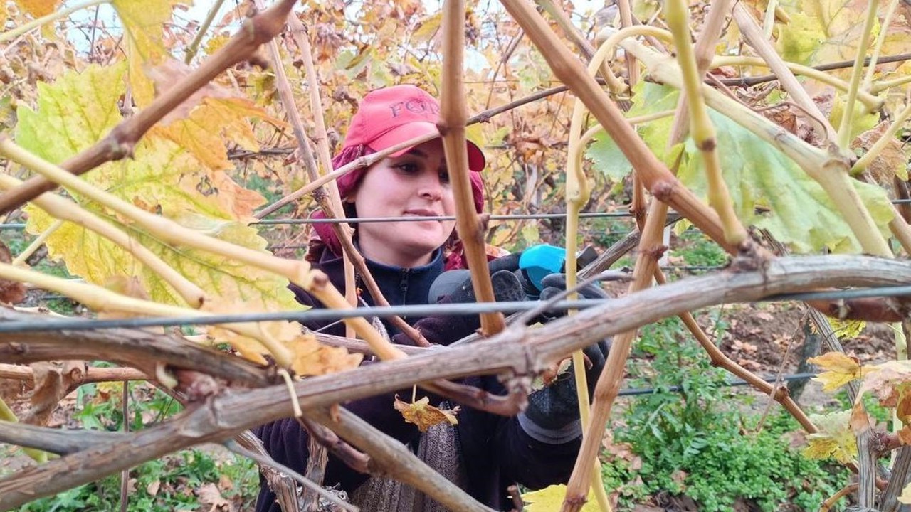Budama maliyeti üreticiyi ailece bağa indirdi

