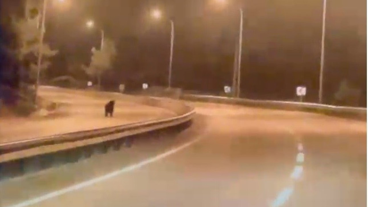 Bilecik’te ayı ana yola indi
