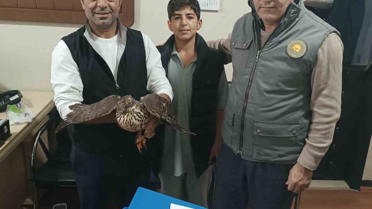 Yaralı şahin tedavi altına alındı
