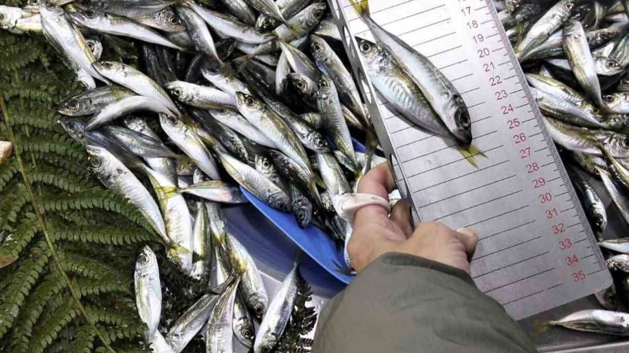 Küçük boy balık satışı yapan iş yerine ceza
