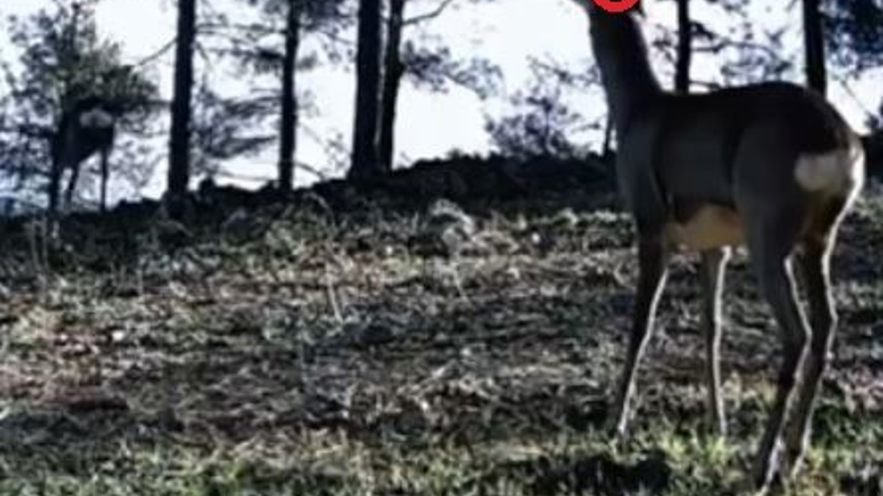 Tekirdağ’da tek boynuzlu karaca görüldü
